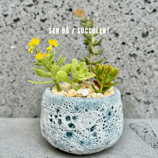 Sen đá - chậu sen đá